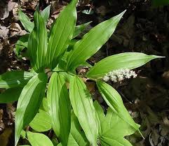 See more of ontario wildflowers on facebook. 430 Wild Edibles Of Ontario Ideas Wild Edibles Plants Edible