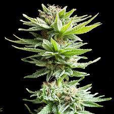 As the name suggests, this is a shiny, glistening plant, full of trichomes that shine in the sun (or under your grow. Hazestand Shining Silver Haze Genetik 25 Indica 75 Facebook