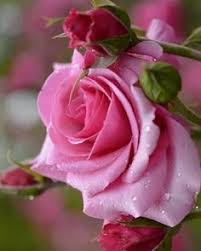 Yea, he is altogether lovely. 900 For My Love Of Flowers Ideas Flowers Beautiful Flowers Planting Flowers