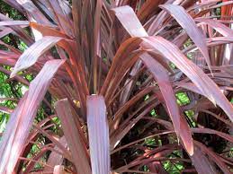 Cordyline Australis Red Sensation Cordyline Red Sensation Plant Photos Information Plants Red Photo