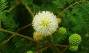 Image result for Acacia mearnsii