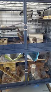 Dieses seltene phänomen soll vor allem unter hausratten auftreten. Der Perfekte Rattenkafig Standort Kafigeinrichtung