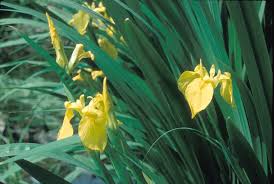 Image result for Iris pseudacorus