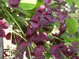 We did not find results for: Akebia Chocolate Vine