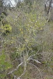 Image result for Coddia rudis