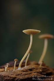 Image result for Simocybe centunculus