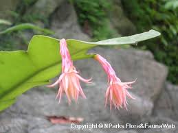 Image result for Ophrypetalum