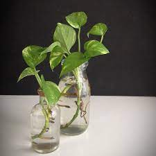 Lay the vine out on a table and snip just above and just below where the leaf (stem) meets the eye. Log In Instagram Ornamental Plants Plants Water Plants