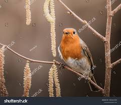 Uk Garden Birds Including Robin Blue Stock Photo 2362923359 | Shutterstock