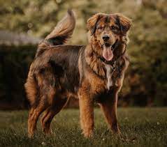 Mom is a ckc registered golden retriever. Friendly Eager To Please All About The Golden Mountain Dog K9 Web