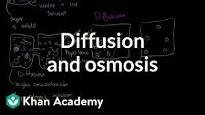 Typically, a cell contains a roughly 1 percent saline solution — in other words, 1 percent salt (solute) and 99 percent water (solvent). Diffusion And Osmosis Video Khan Academy