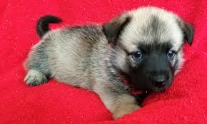 Hello puppies pet store has most breeds of dogs or puppies for sale. These Stockton Based Puppies Are Up For Adoption And In Need Of A Good