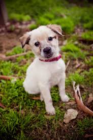 Cute Dogs For Adoption Animal Welfare League Nsw Animal Welfare League Dog Adoption Cute Animals