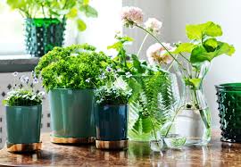 Un'altra soluzione, per chi ha poco spazio in casa, è coltivare le erbe aromatiche alla finestra. Piante Aromatiche In Vaso Per La Cucina Living Corriere