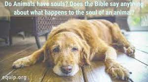 Do Animals Have Souls Youtube
