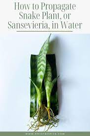 How To Propagate Snake Plant In Water Snake Plant Snake Plant Care Sansevieria