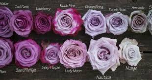 Pin By Victoria Marger On Gorgeoussness In The Garden Purple Roses Purple Wedding Flowers Wholesale Flowers