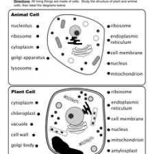 How to do animal cell worksheet in grade 5? 15 Plant And Animal Cells Worksheet