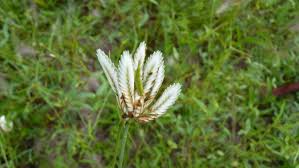 Image result for Cyperus margaritaceus