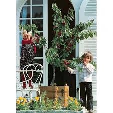 Cerisier Nain Garden Bing Cerisier Nain Arbre Fruitier Cerisier