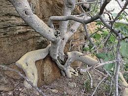 Image result for Ficus abutilifolia