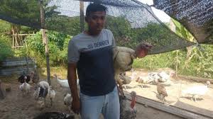 Salah satu perusahaan distributor yang paling berhasil di indonesia adalah indomarco. Prospek Budidaya Ayam Kalkun Berawal Dari Hobi Ayam Hias Miliki Harga Jual Tinggi Tribun Medan