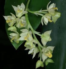 Image result for Polystachya cultriformis