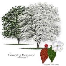 We did not find results for: Common Trees Of Missouri Missouri S Natural Heritage Washington University In St Louis