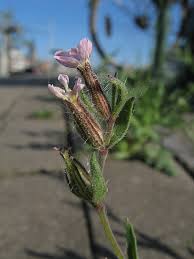 Image result for Silene gallica