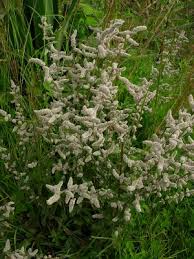 Image result for Aerva