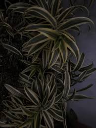 Image result for Anthericaceae