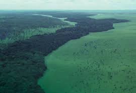 Image result for Dissotis anchietae