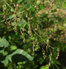 Image result for Desmodium tortuosum