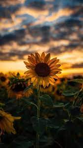 Fondo De Pantalla Estetica Sunflower Iphone Wallpaper Sunflower Wallpaper Photography Wallpaper