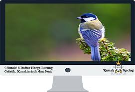 Harga burung sanger terbaru mulai dari yang masih anakan hingga yang sudah dewasa gacor yang termurah hingga yang termahal. Simak 8 Daftar Harga Burung Gelatik Karakteristik Dan Jenis