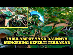 Check spelling or type a new query. Cara Mengatasi Tabulampot Rambutan Yang Ditepi Daunnya Mengering Seperti Terbakar Youtube