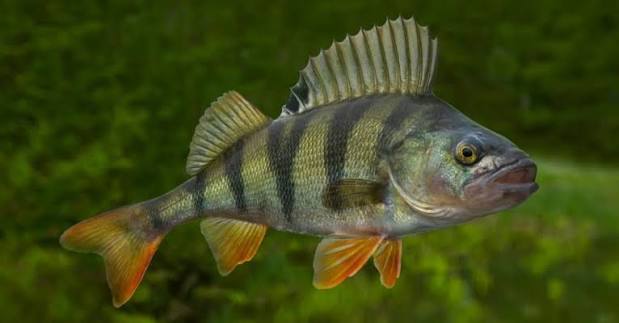 Perch Fishing: Effective Techniques, Equipment, and Tips – Demon Sunglasses