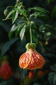 Maybe you would like to learn more about one of these? Abutilon Nicknamed Biltmore Ballgown Can Grow To 4 Feet Tall Plants Indoor Flowers Unique Plants