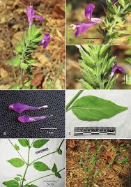 Image result for Dicliptera sp. C