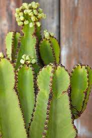 Image result for Euphorbia zambesiana