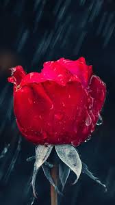 Wallpapers in ultra hd 4k 3840x2160, 1920x1080 high definition resolutions. Red Rose Wallpaper Rose Flower Wallpaper Flower Iphone Wallpaper Red Roses Wallpaper