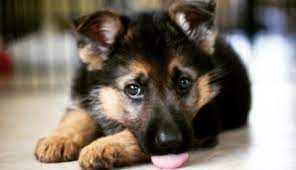 Pure german she on puppyfinder.com. German Shepherd Puppy For Sale Posts Facebook