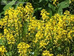 Maybe you would like to learn more about one of these? Plant Identification Closed Wild Yellow Flowers Id 3 By Rosinabloom