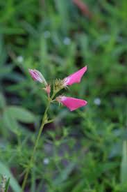 Image result for Tephrosia linearis