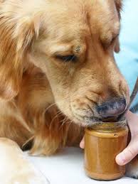 What Kind Of Peanut Butter Is Safe For Dogs With Images Maple Almond Butter Recipe Peanut Butter Brands Maple Almond Butter