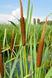 Image result for Typha