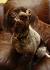 The Top 10 Ugliest Dog Breeds in the World | PetHelpful
