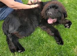 In fact, napoleon had once fallen overboard, but was saved by a trusty newfoundland. Newfoundland Dog Puppies For Sale Sand Dunes Mo Co 321011