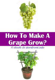 14 Stunning How To Grow Black Hamburg Grape Grape Growing Trellis Growing Grapes Grape Plant