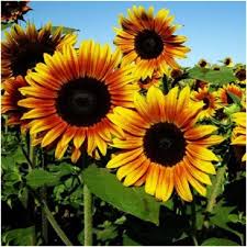 Harga bunga matahari / teh crysanthum. 15 Jenis Bunga Matahari Terindah Untuk Ditanam Di Halaman
